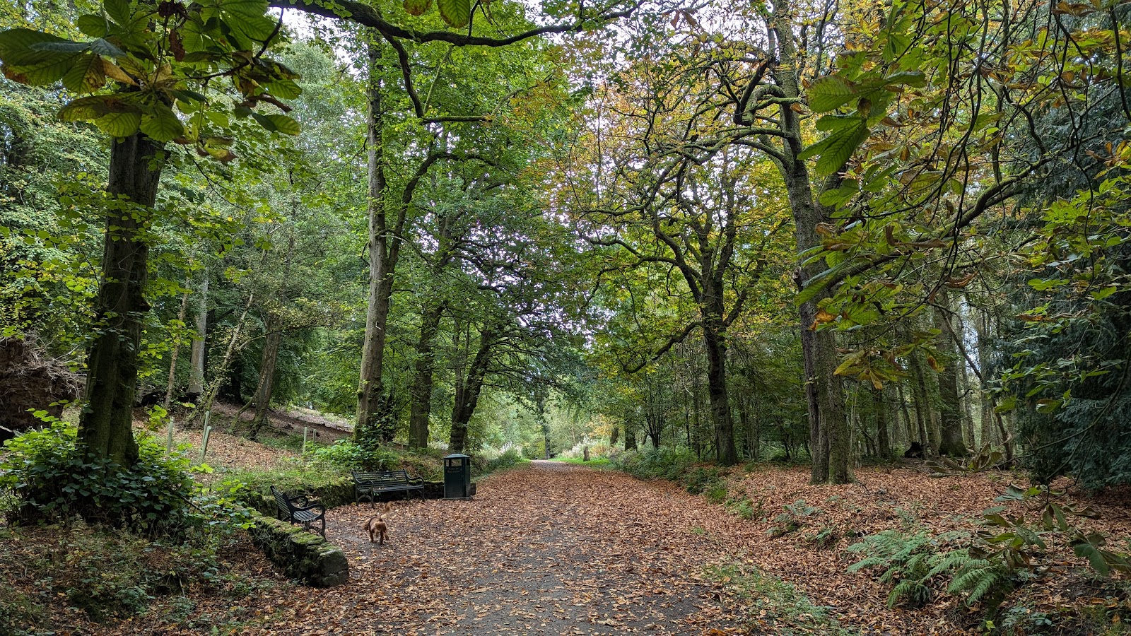 A broad leaf-covered drive through tall autumn trees in Plean Country Park, benches and a bin at the side and a small dog on the path.