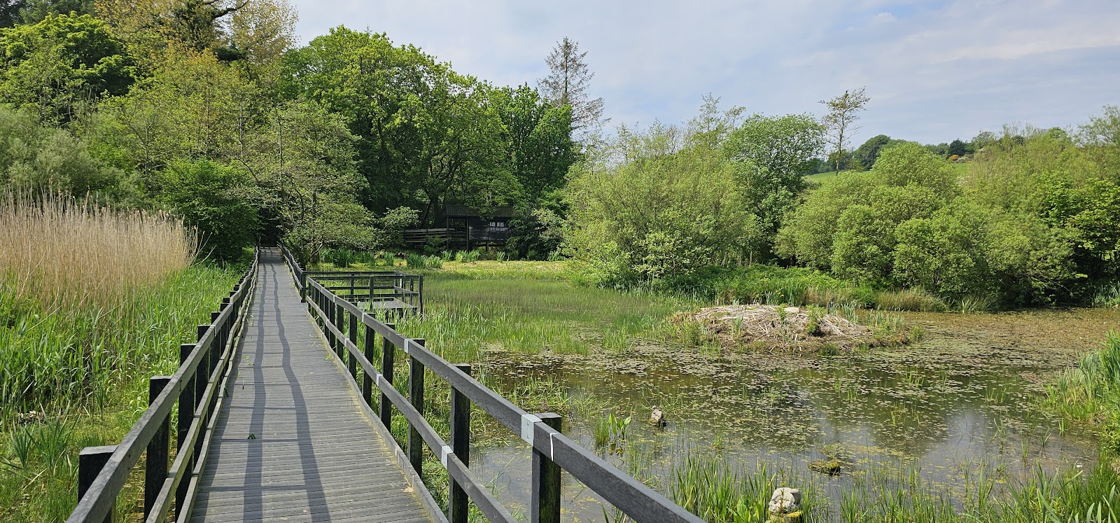 The boardwalk at Aldouran Wetland Garden running out over the reedy pond towards the wooden bird hide among the trees.