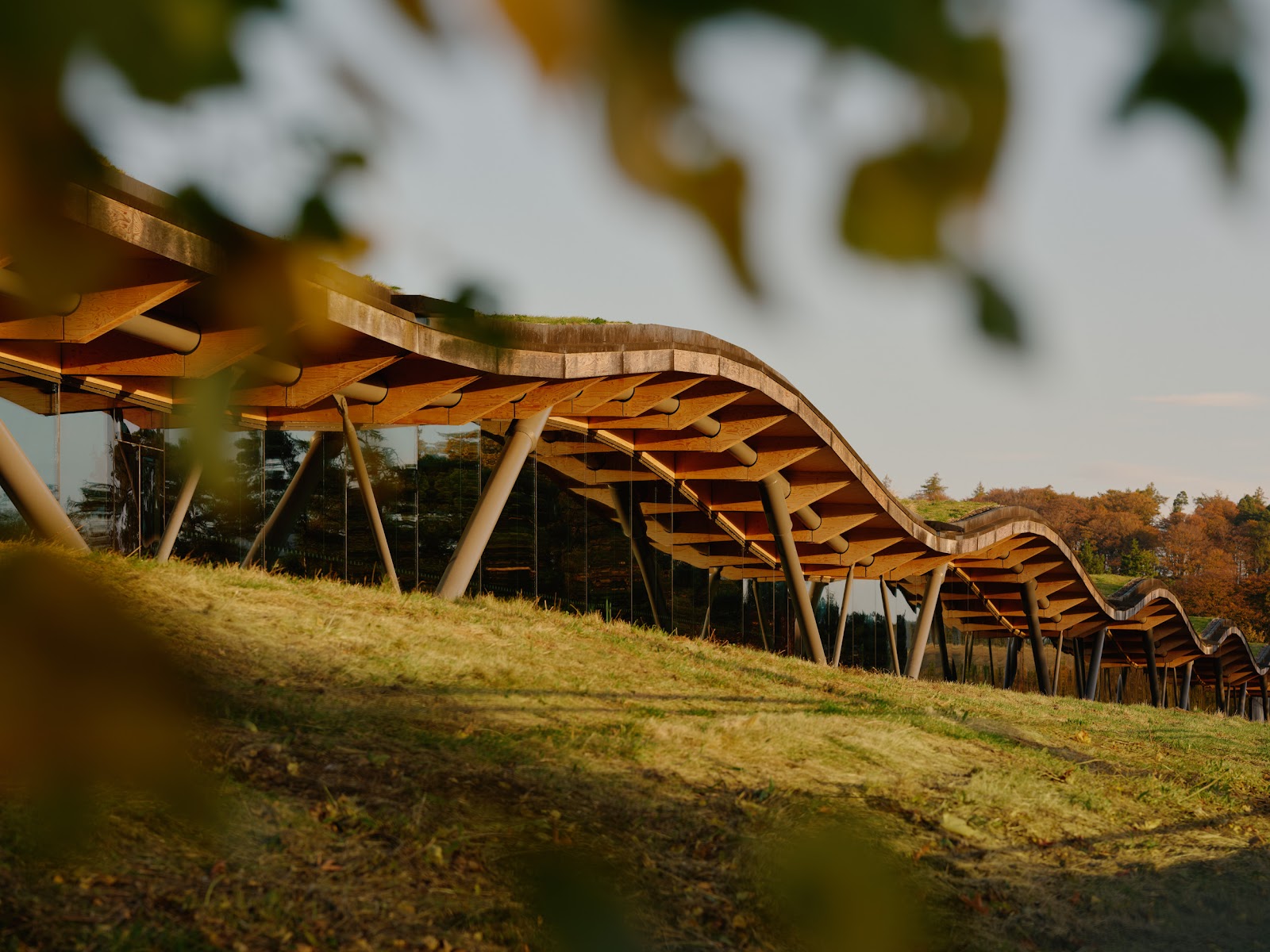 The wave of the timber roof over the Macallan distillery building on its grass-covered hillside in autumn light.
