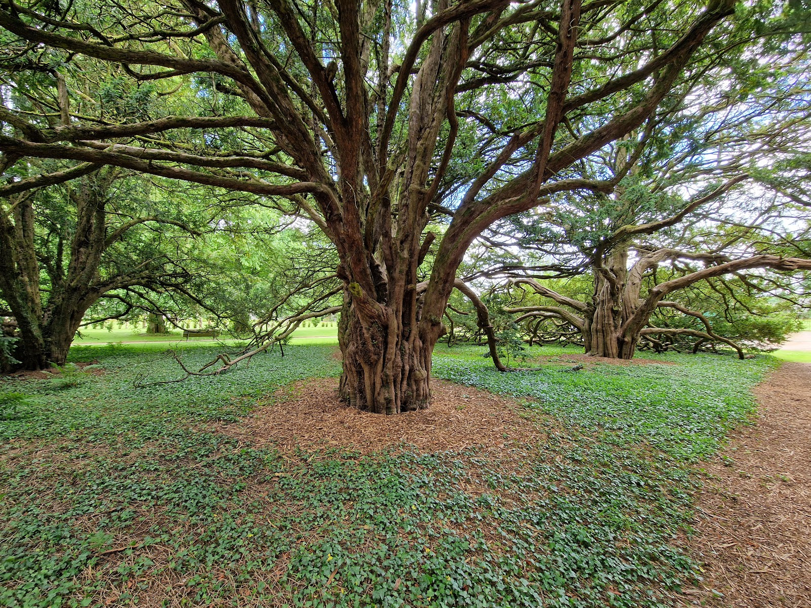 A great old yew spreading its branches over the lawn of Ellon Castle Gardens.