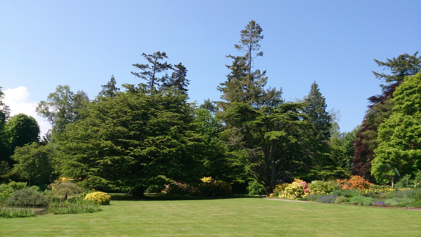 The main lawn at Mertoun Gardens in early summer, with tall conifers behind and azaleas in flower along the border.