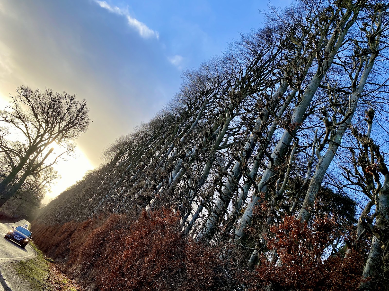 The Meikleour hedge towering over the A93.