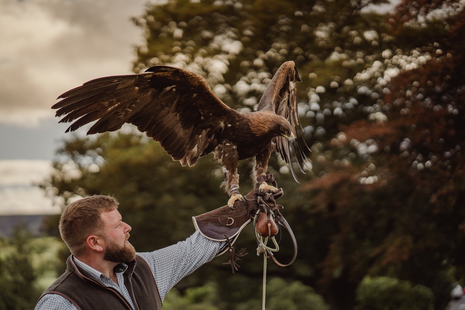 A falconer holding a golden eagle on his glove at Gleneagles.