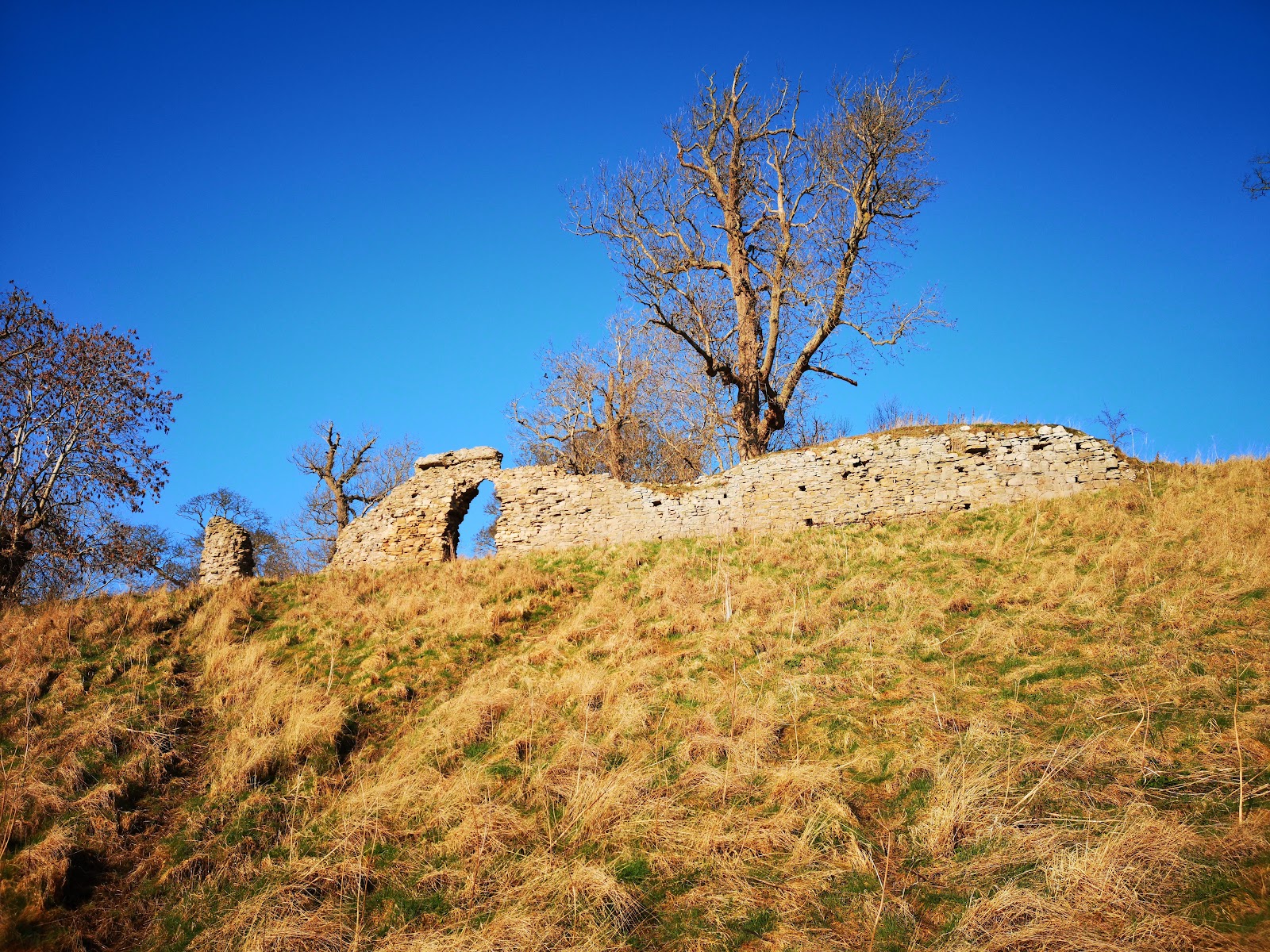 The broken curtain wall of Roxburgh Castle, with an arched opening, along the top of its grassy mound under a deep blue winter sky, a bare tree rising behind it.