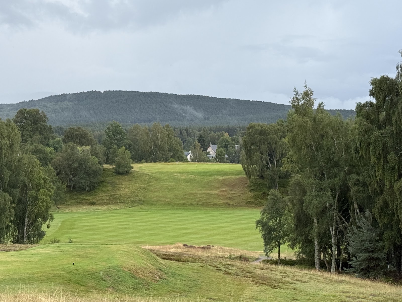 A fairway between birches and pines, hills beyond.