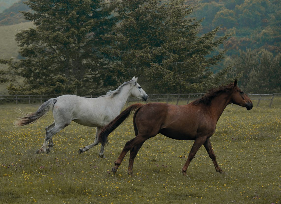 Two horses running across a field