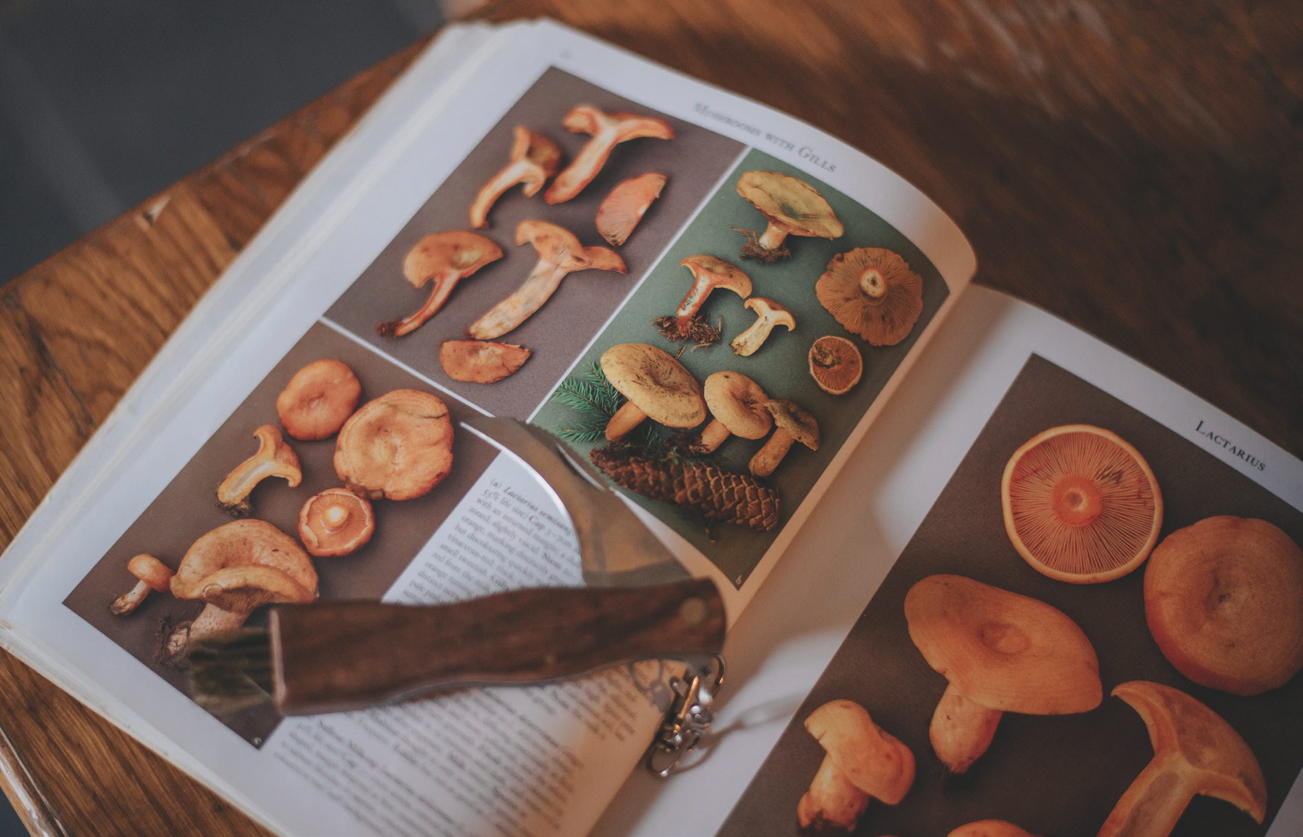 Foraging book open at a page of fungi