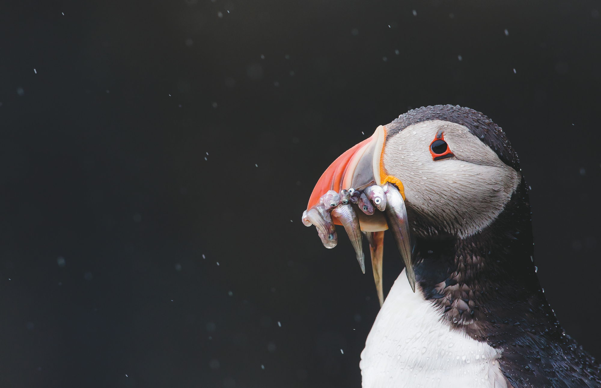 Puffin with a beakful of sandeels