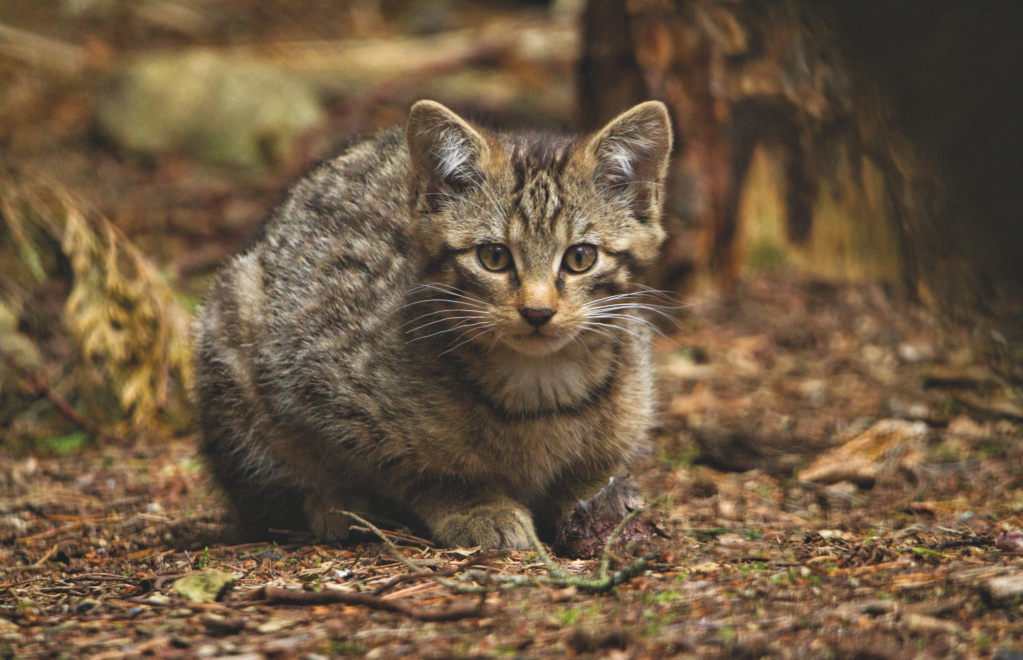 Scottish wildcat kitten on the woodland floor