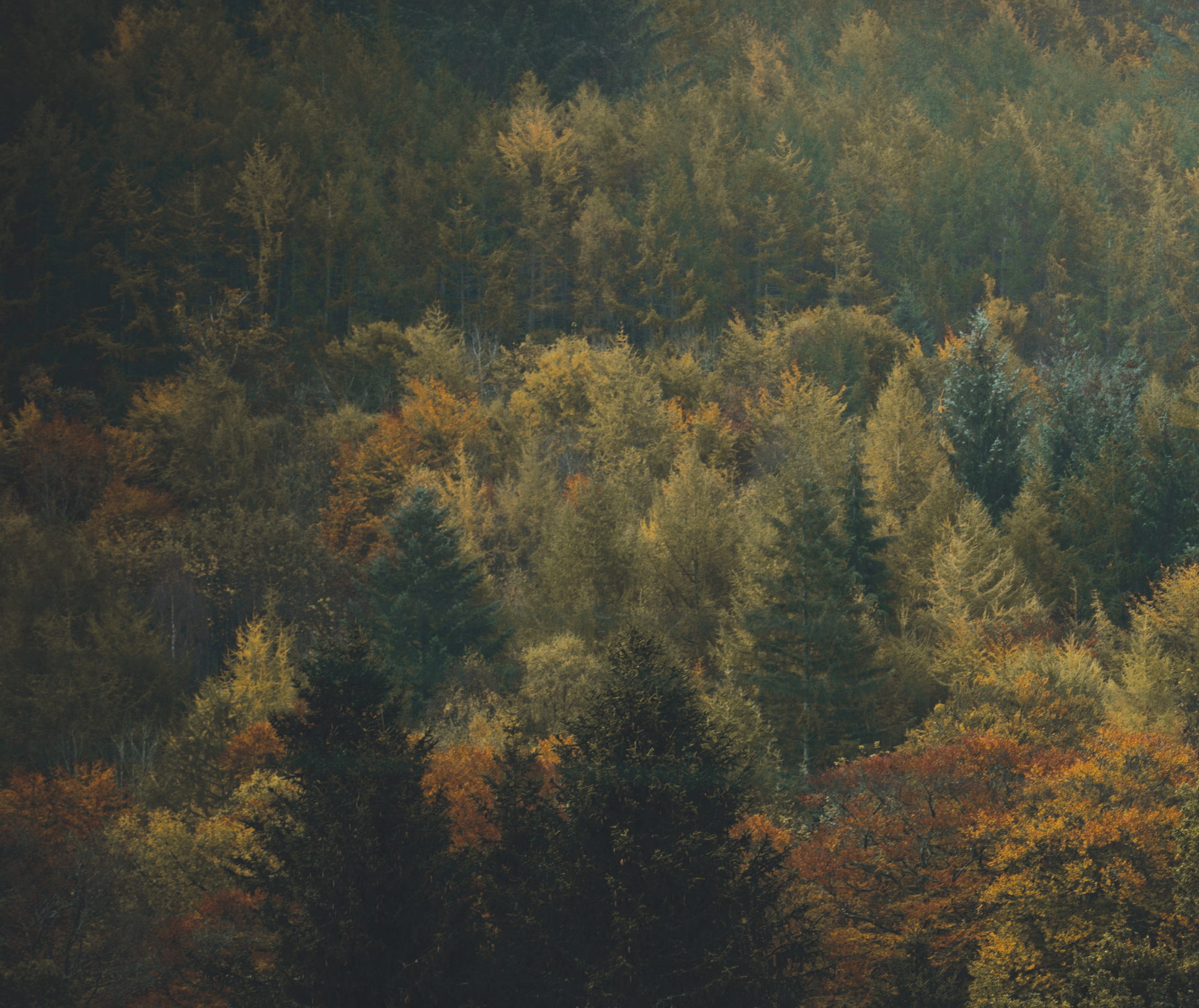 The Caledonian Forest, photograph by Fran Mart