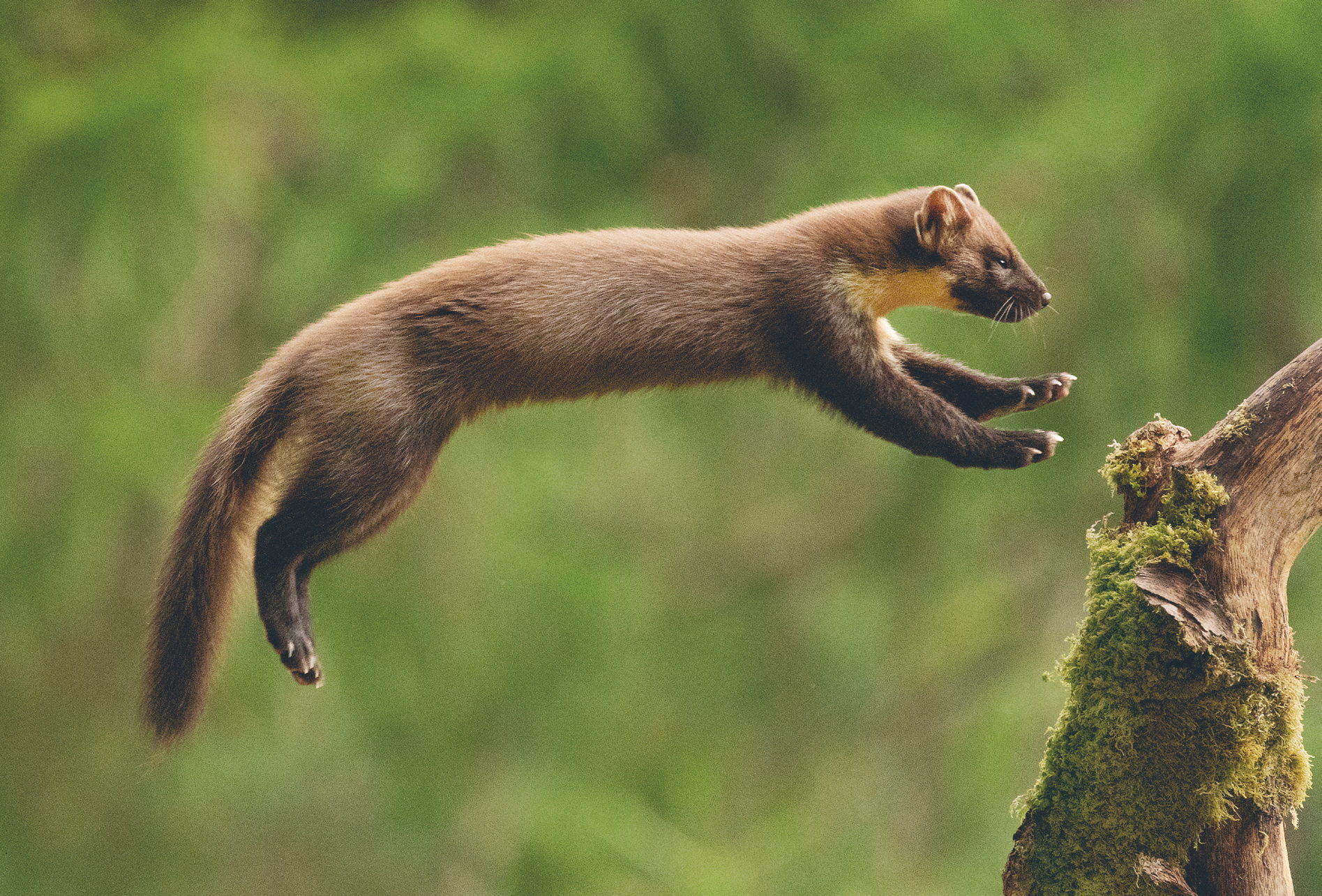 A Scent of The Wild, photograph by Keith Thorburn