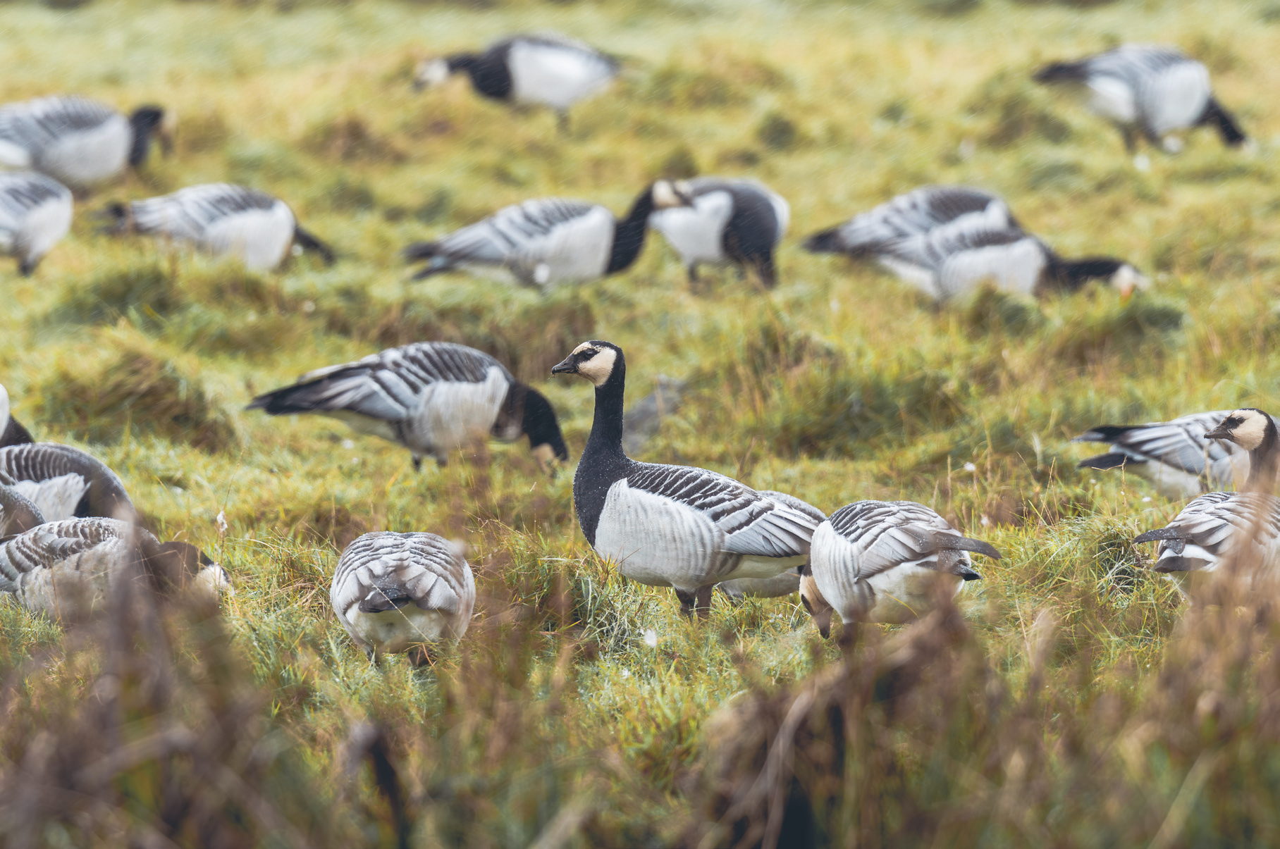 The Wintering Geese of Islay