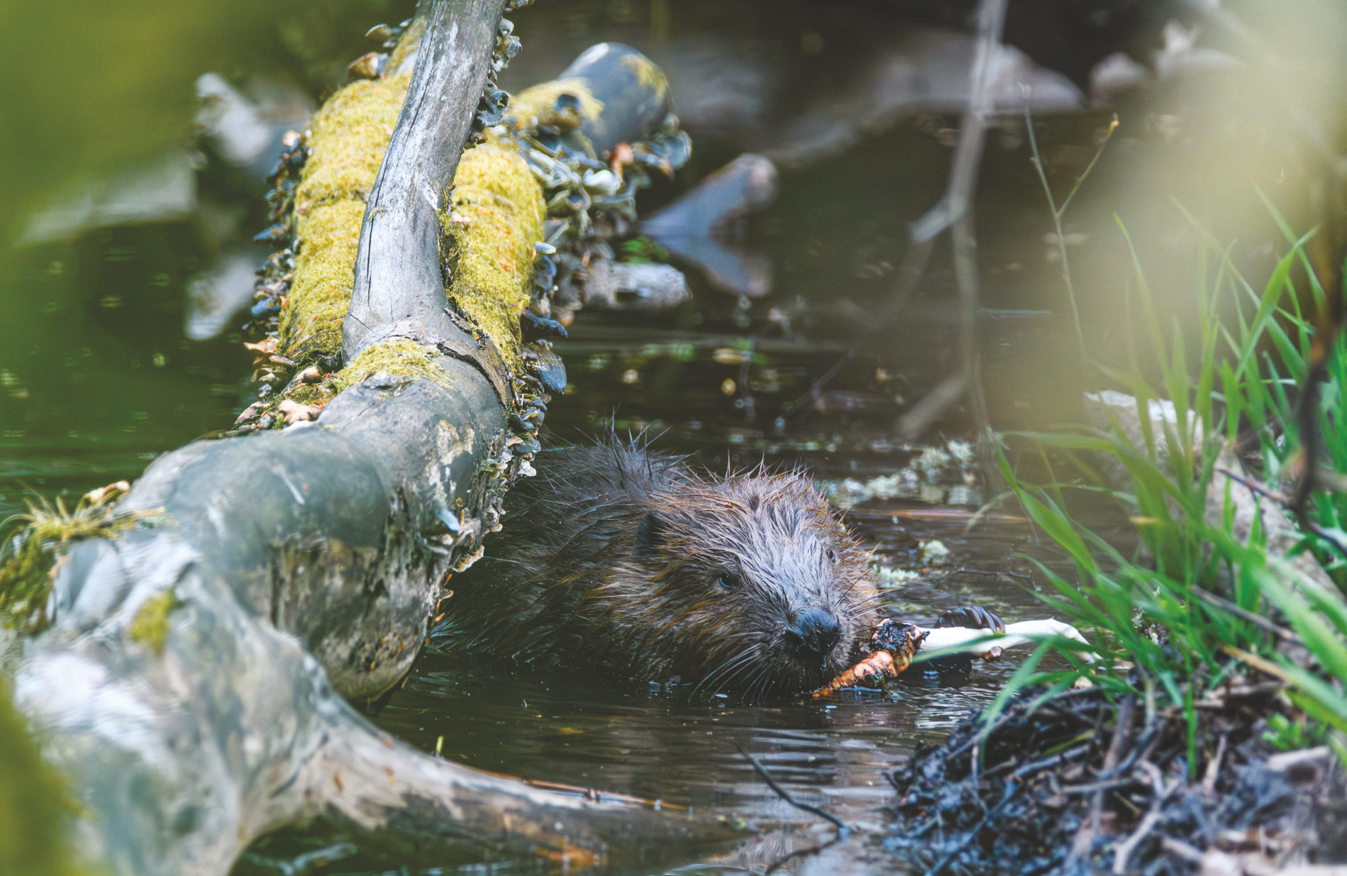 Beaver, Is That You?, photograph by Karen Miller C.S. Lewis’