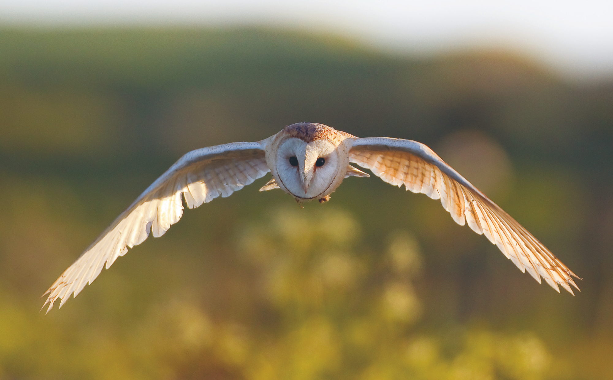 Barn Owl