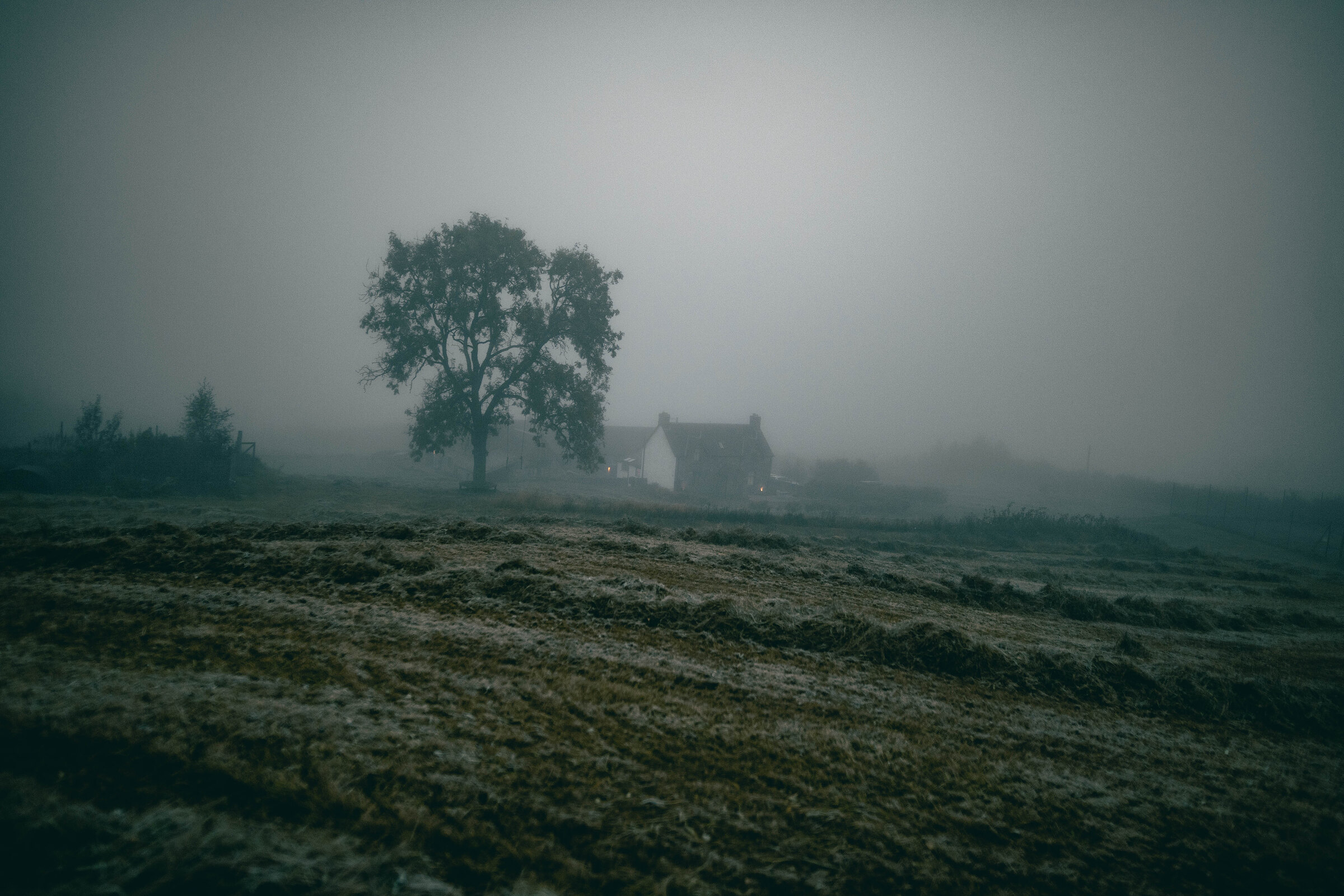 A lone tree and a white house standing in thick mist beyond a frosted field.