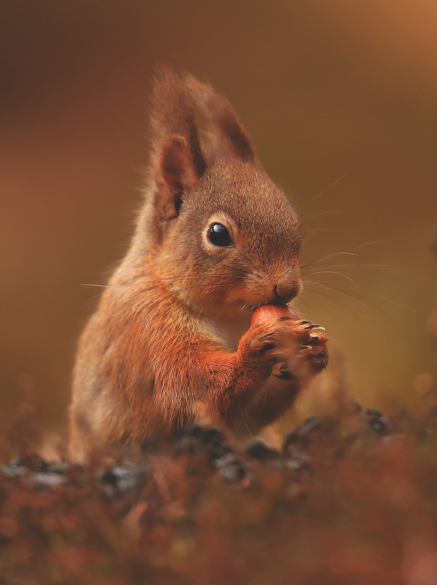 Saving Scotland’s Red Squirrels, photograph by Bret Charman