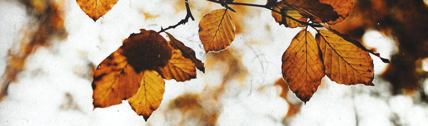 Autumn beech leaves against the light, banner strip