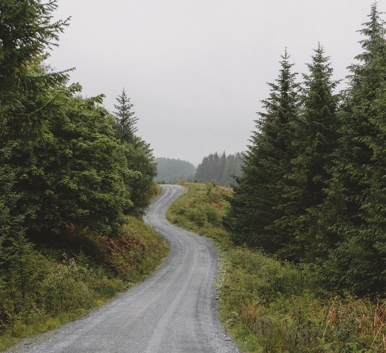 Forest track through pines in mist, Galloway Forest Park