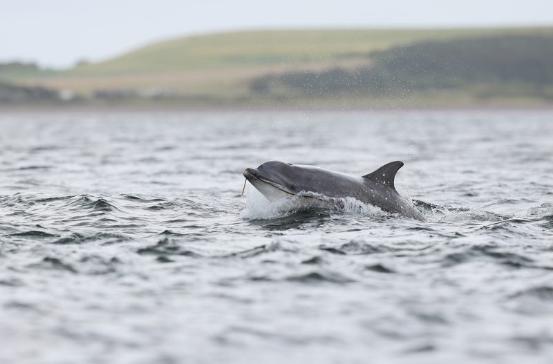 Dolphin Coast