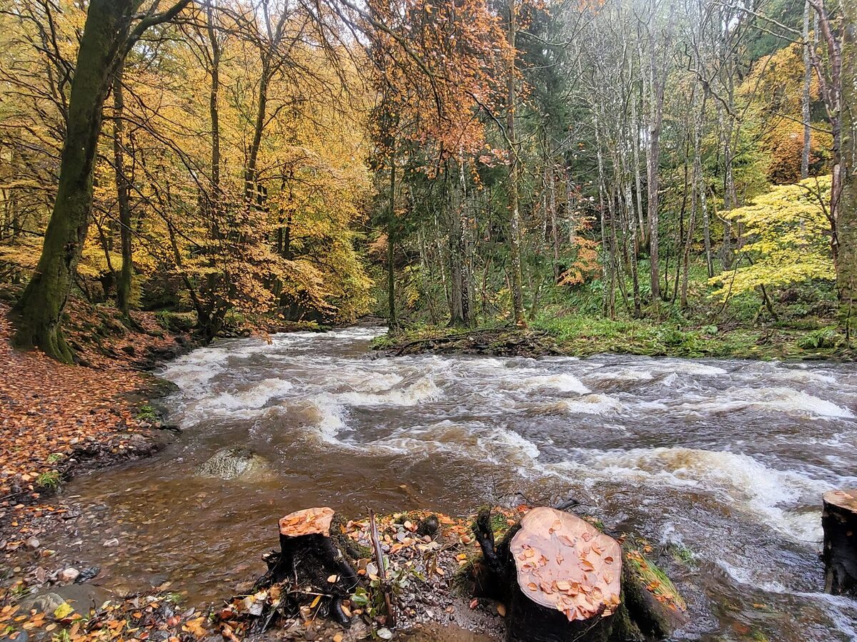 The Alyth Burn rushing over stones between autumn beeches in the Den o' Alyth.