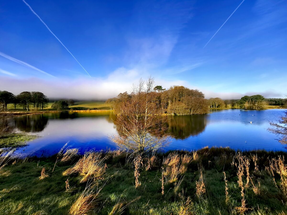 The loch on the Douglas estate, still water mirroring an island of trees under a blue sky, with reeds in front.