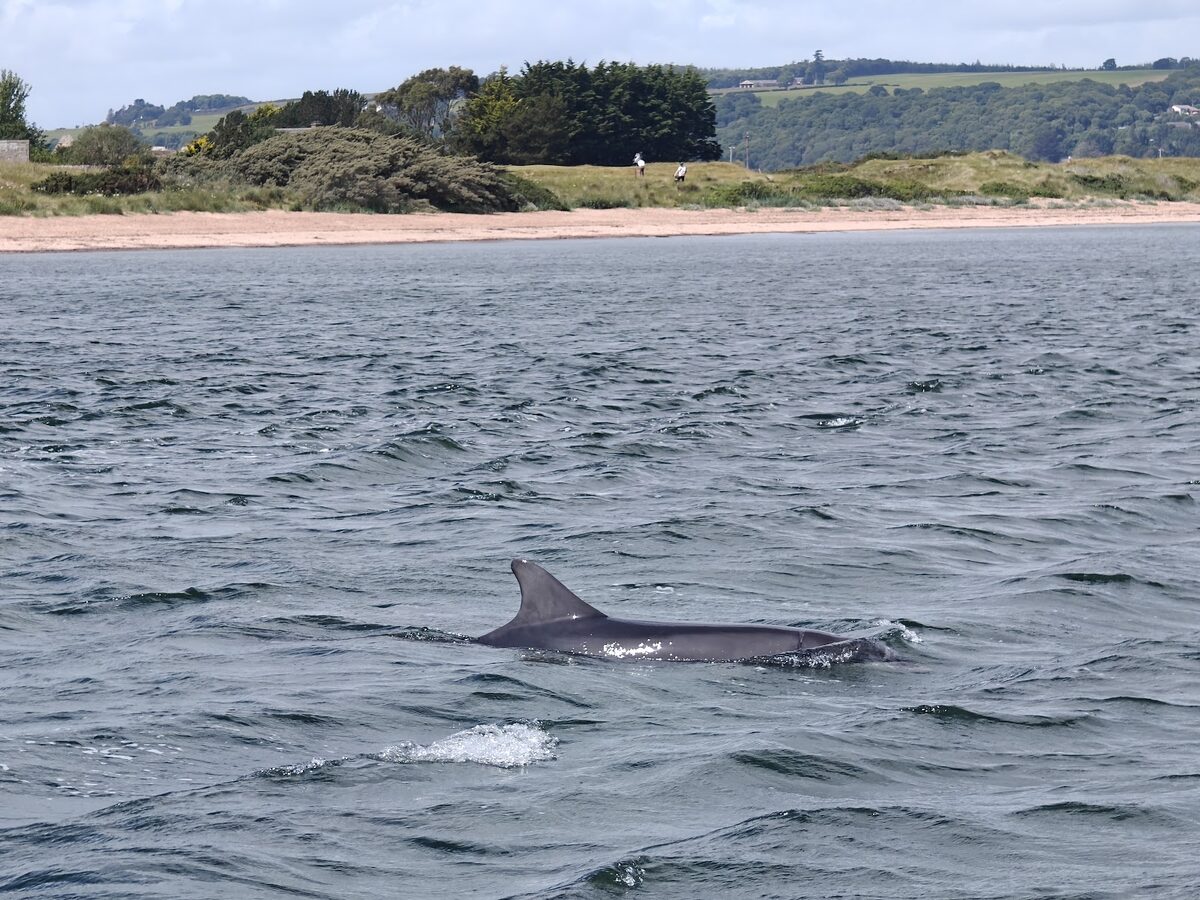 A bottlenose dolphin surfacing in the grey water of the Moray Firth beside a Dolphin Trips Avoch boat.