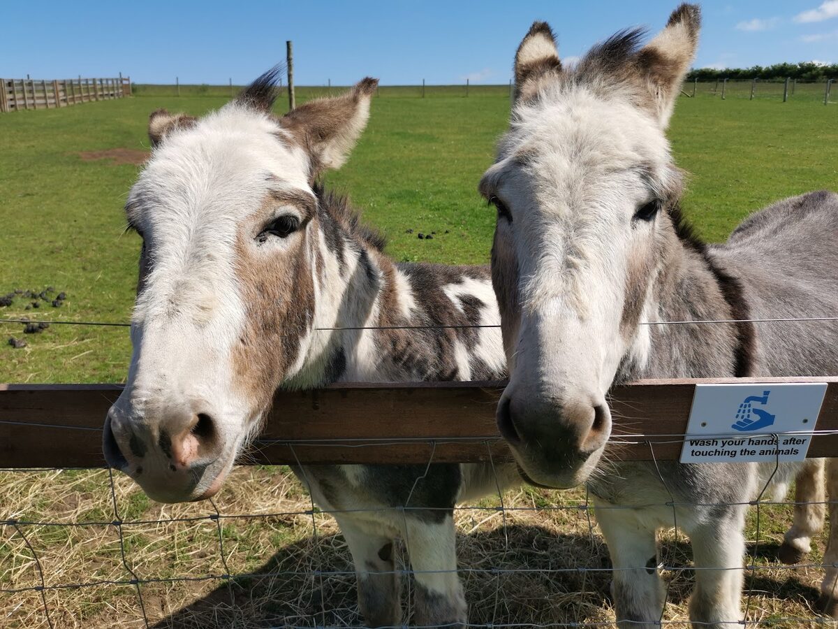 Two donkeys looking over the fence at Waulkmill Menagerie.
