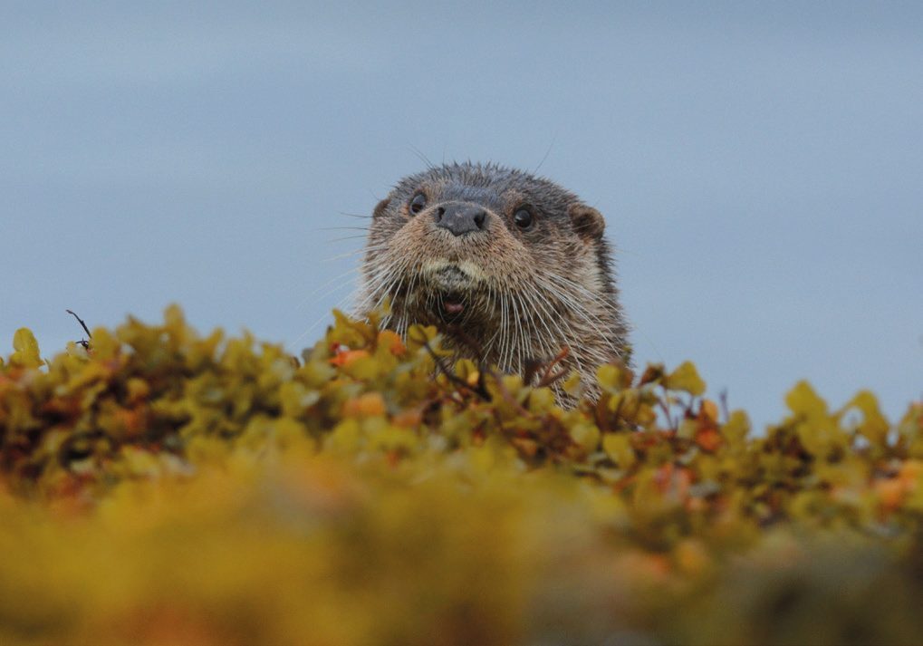 Five Winter Species to Encounter on the Isle of Mull