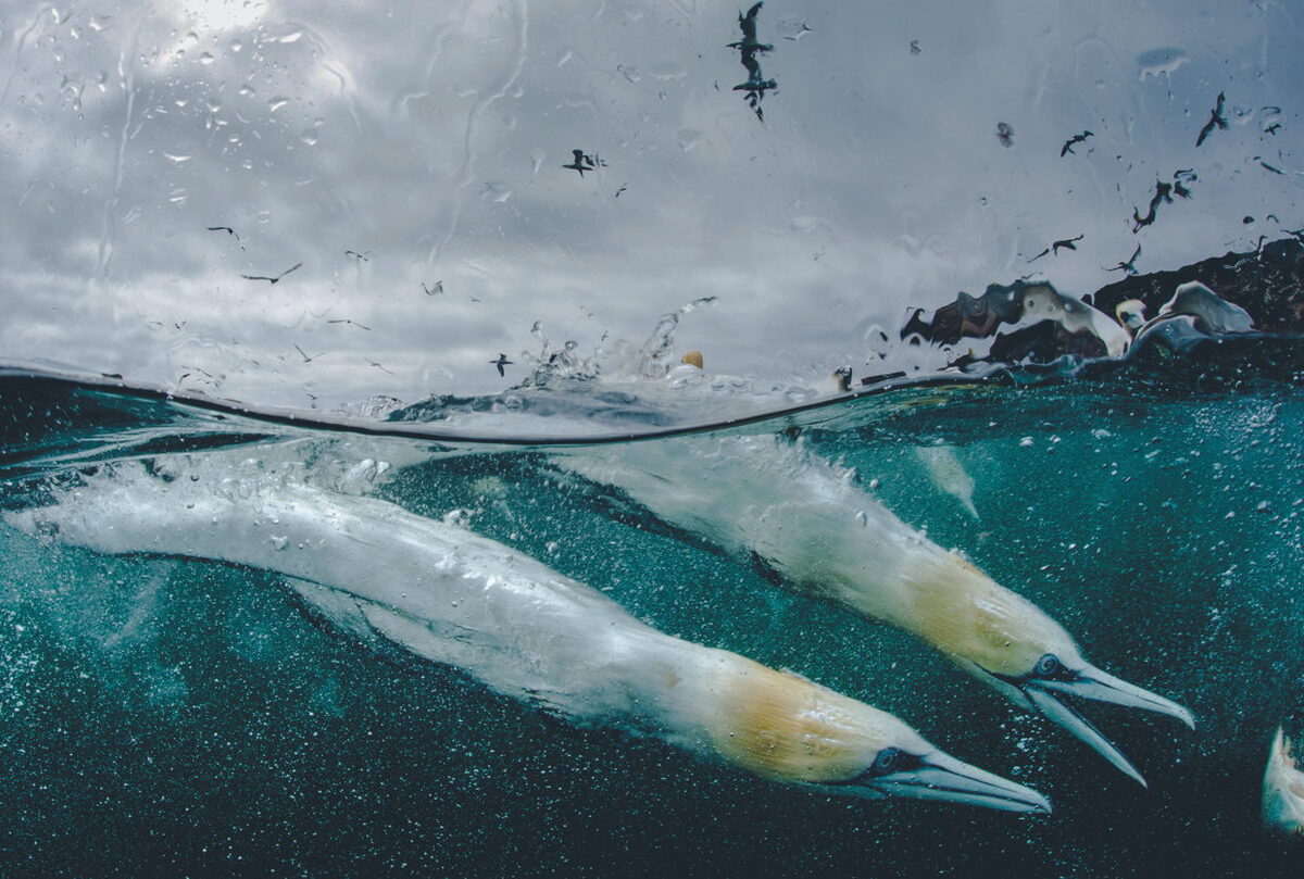 Into the Deep - Underwater Gannets