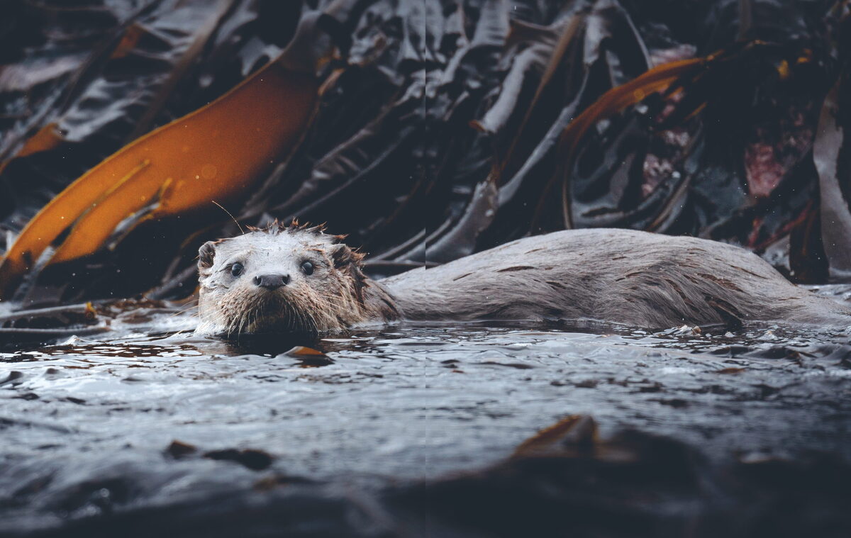 Wildlife spotting