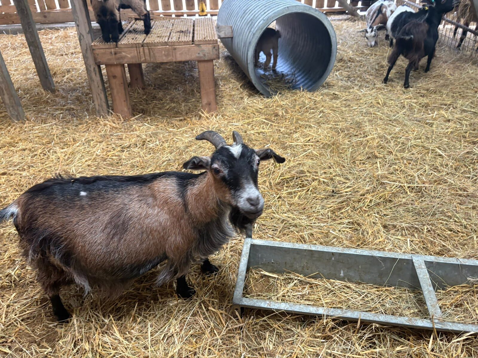 Wynford Farm Park's animals