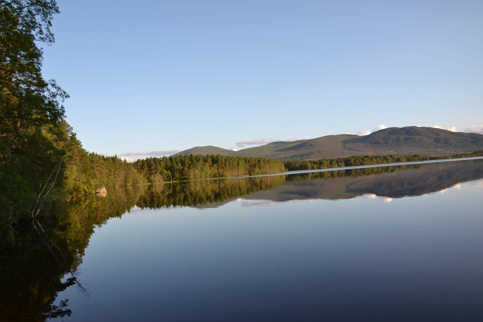 Loch Garten's red squirrels and old pinewood