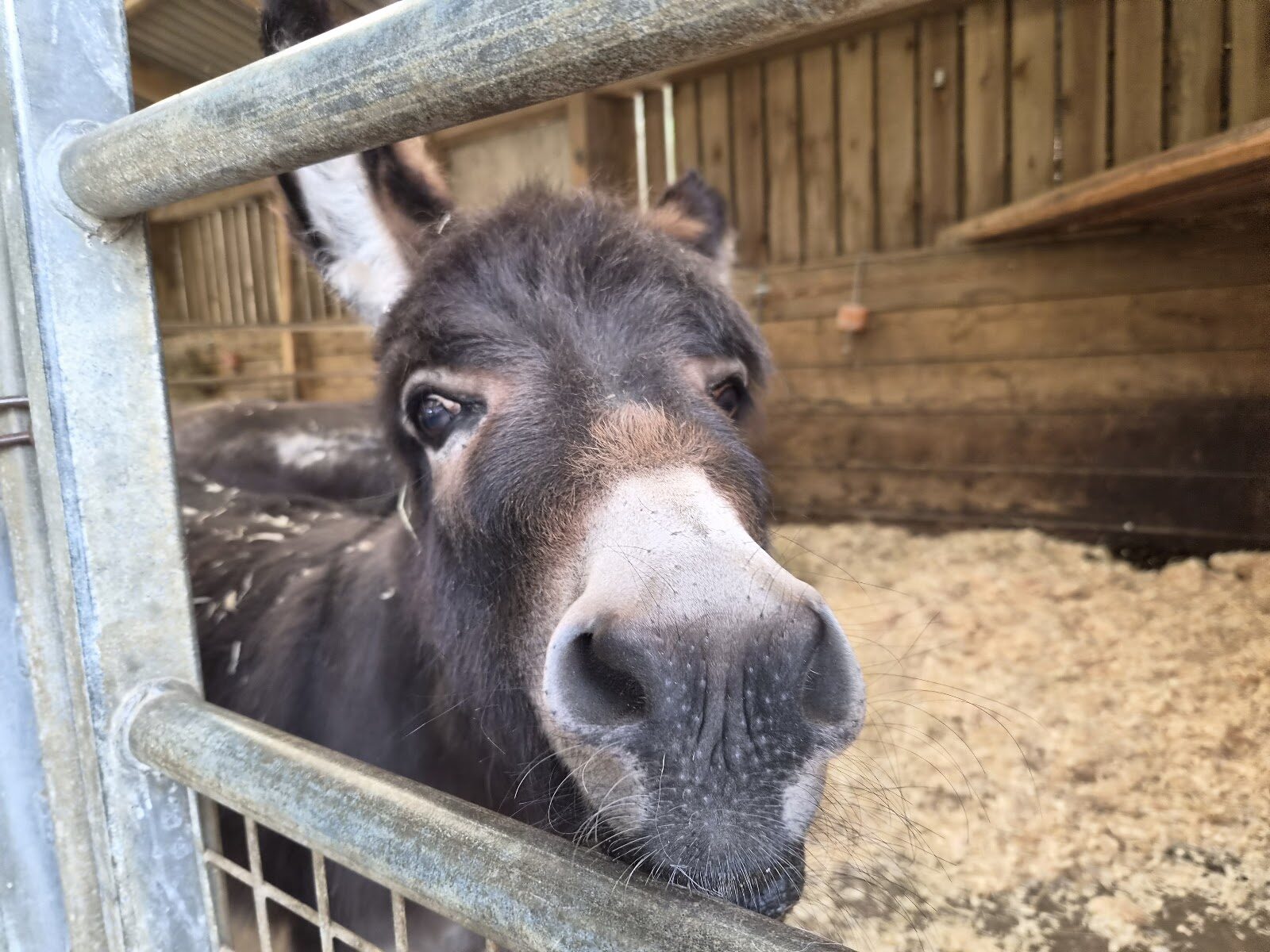 The animals and play at Almond Valley