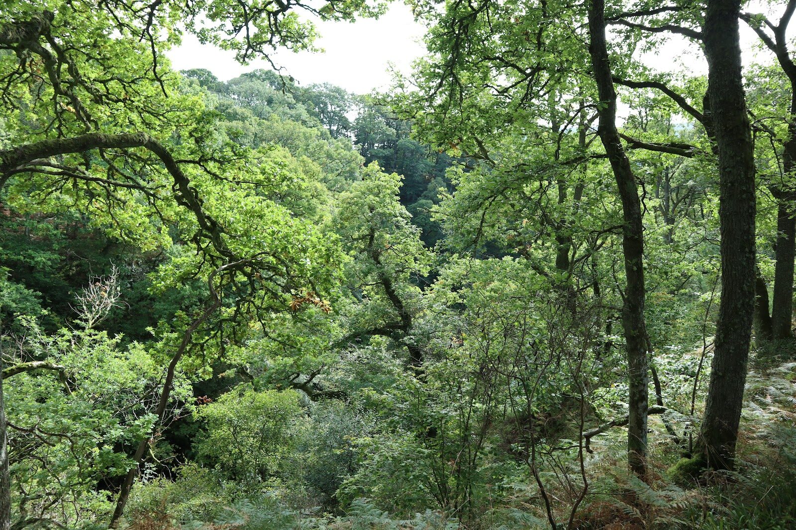 The Black Spout walk from Pitlochry