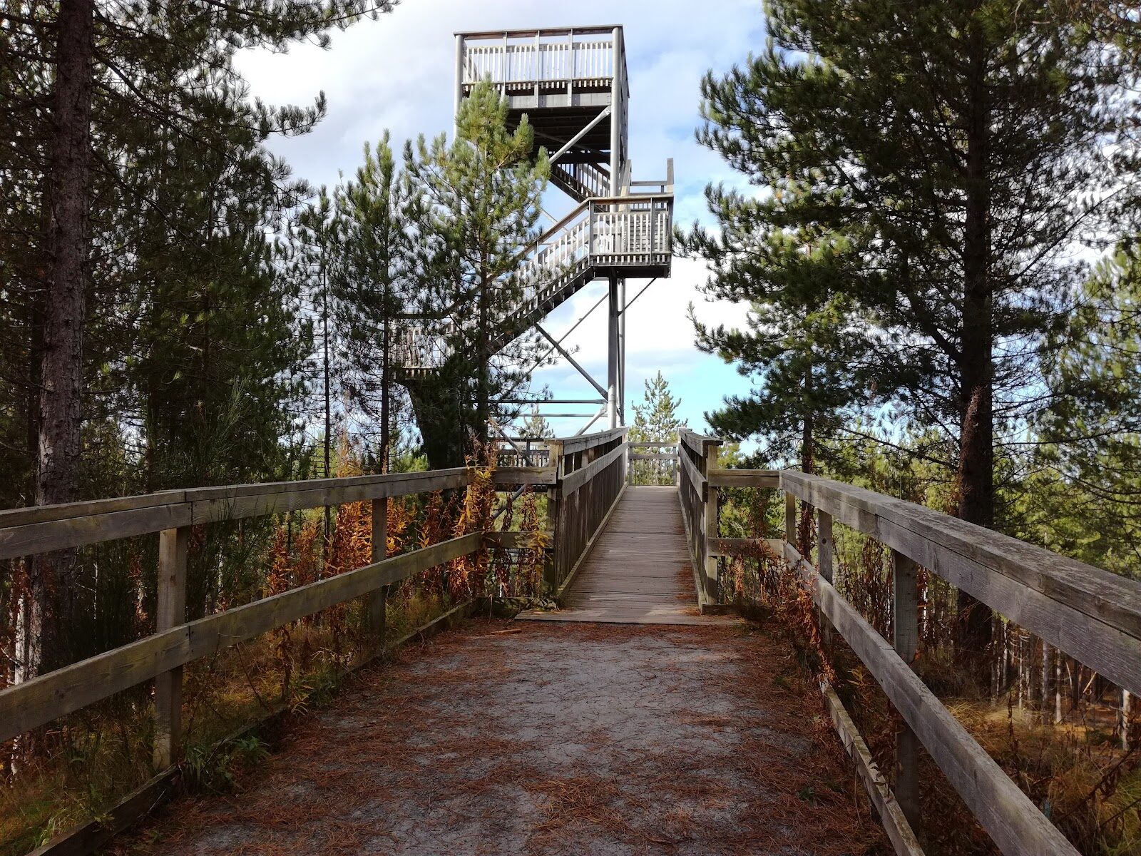 The Hill 99 Trail walk in Culbin Forest