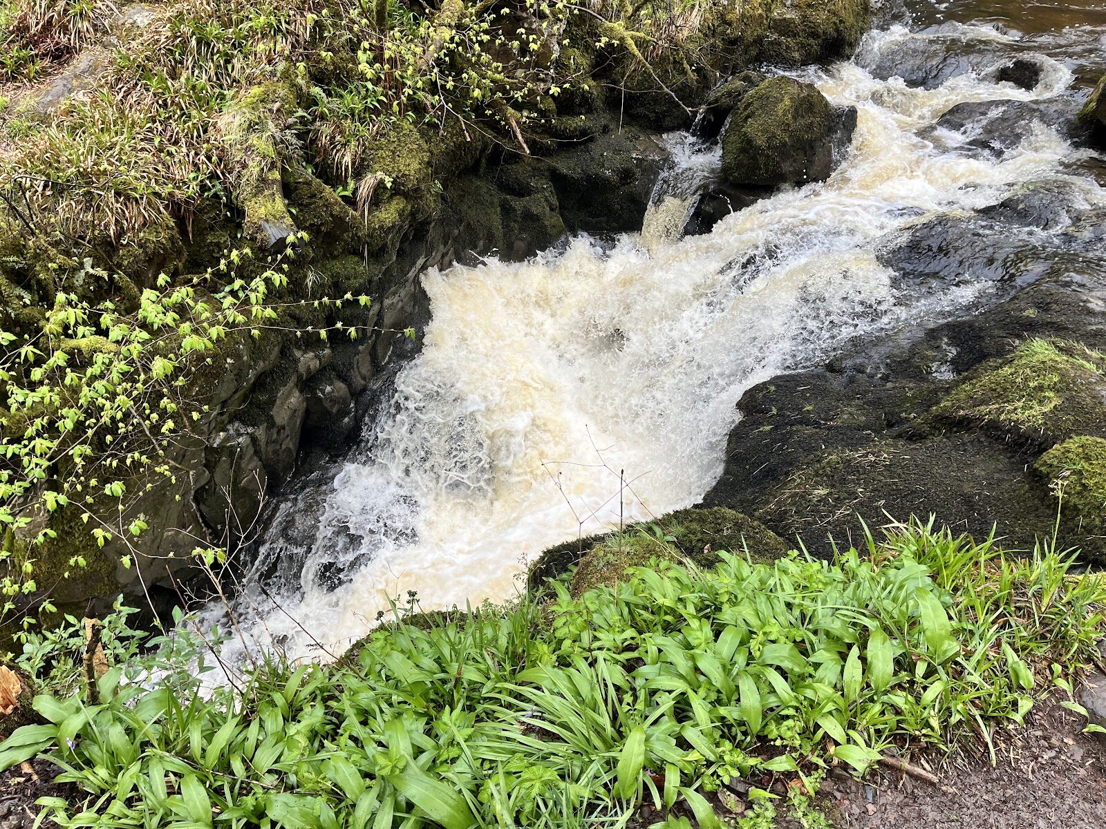A walk to the waterfalls in Campsie Glen