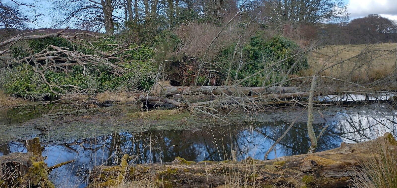 Bamff beaver walk near Alyth