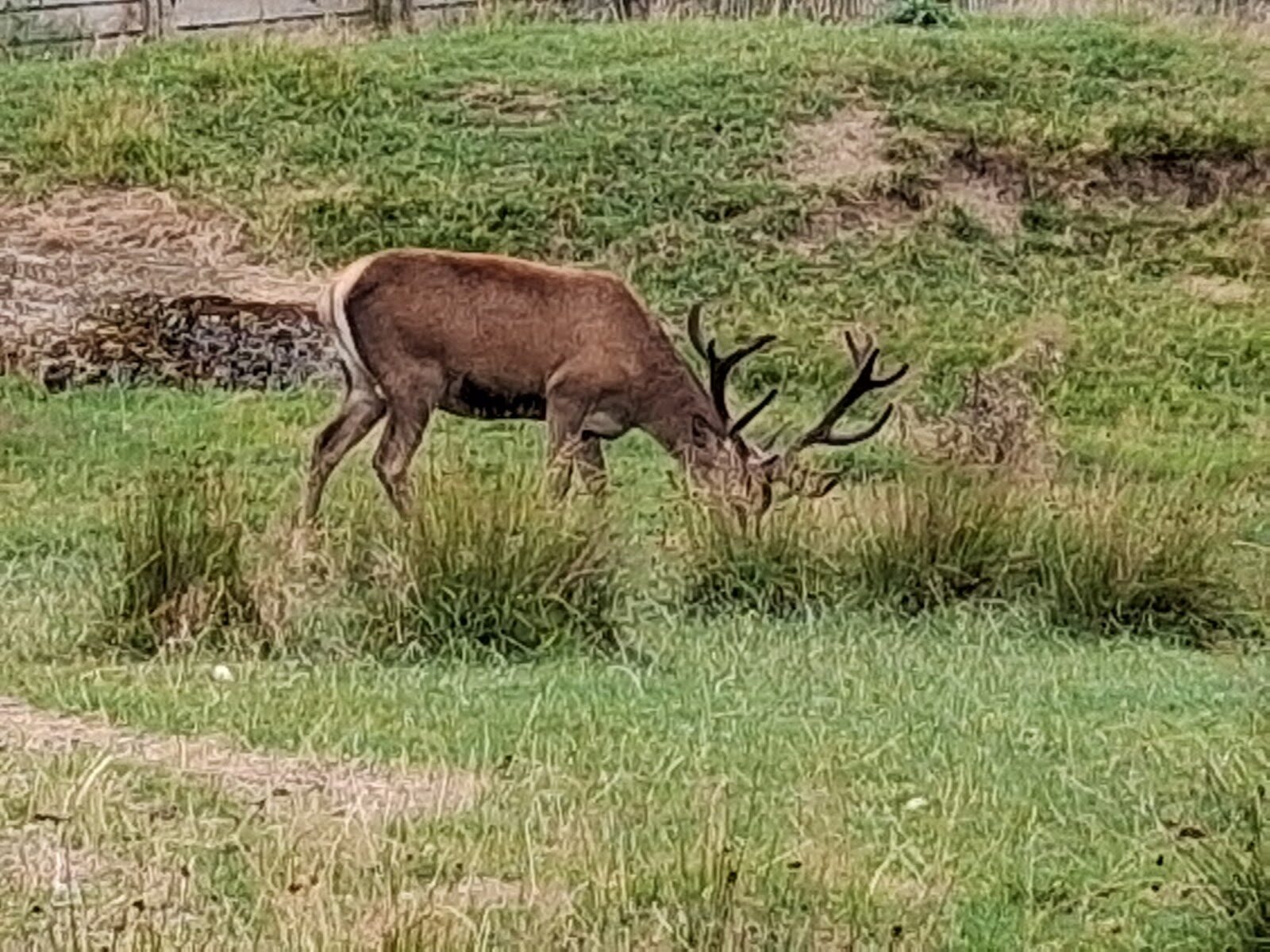 Red deer and barn owls at Highland Safaris