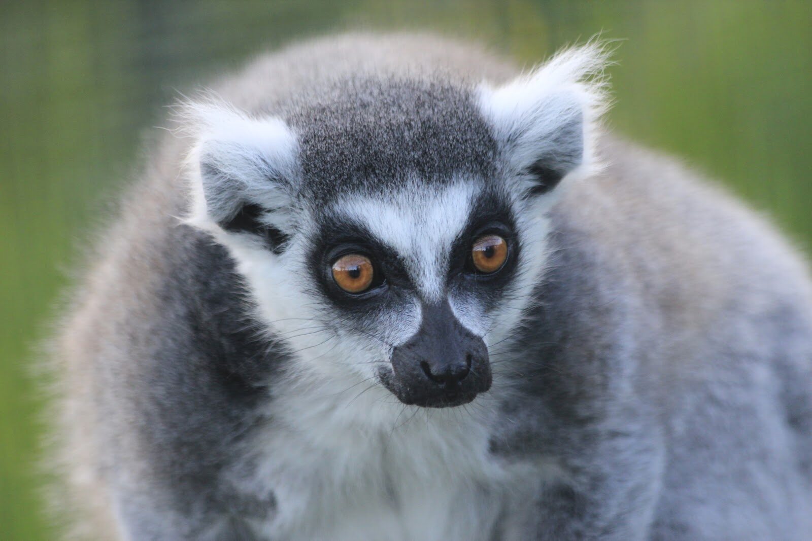 The animals at Five Sisters Zoo