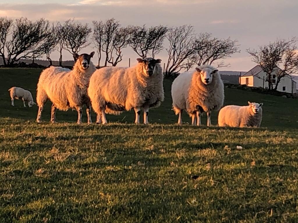 The animals at Bellevue Farm on Arran