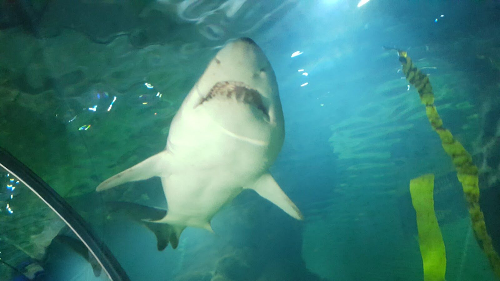 Deep Sea World at North Queensferry
