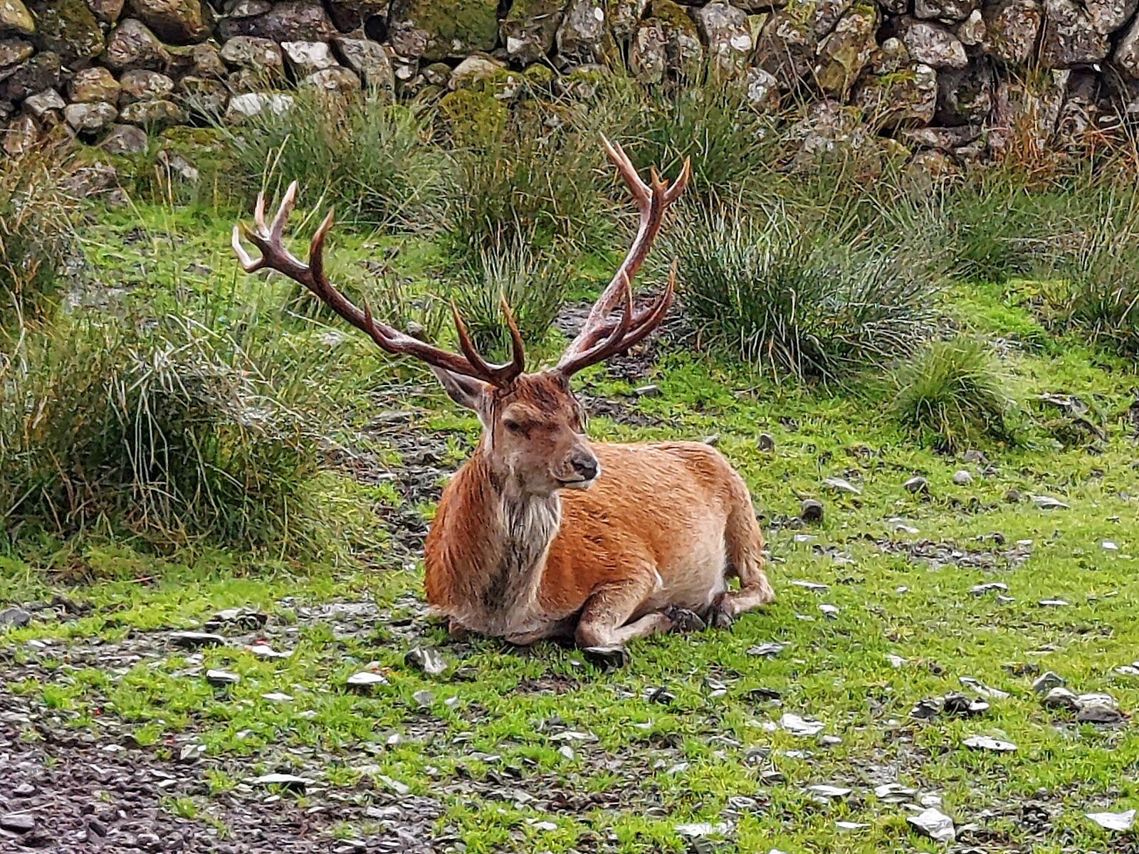 Red deer and wild goats on the Queen's Way