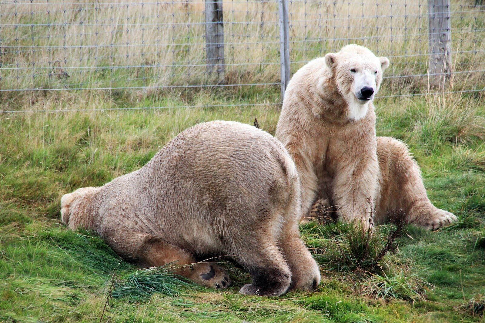 The Highland Wildlife Park's animals