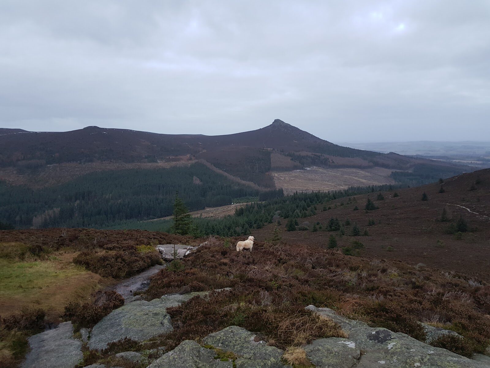 A walk up Millstone Hill on Bennachie