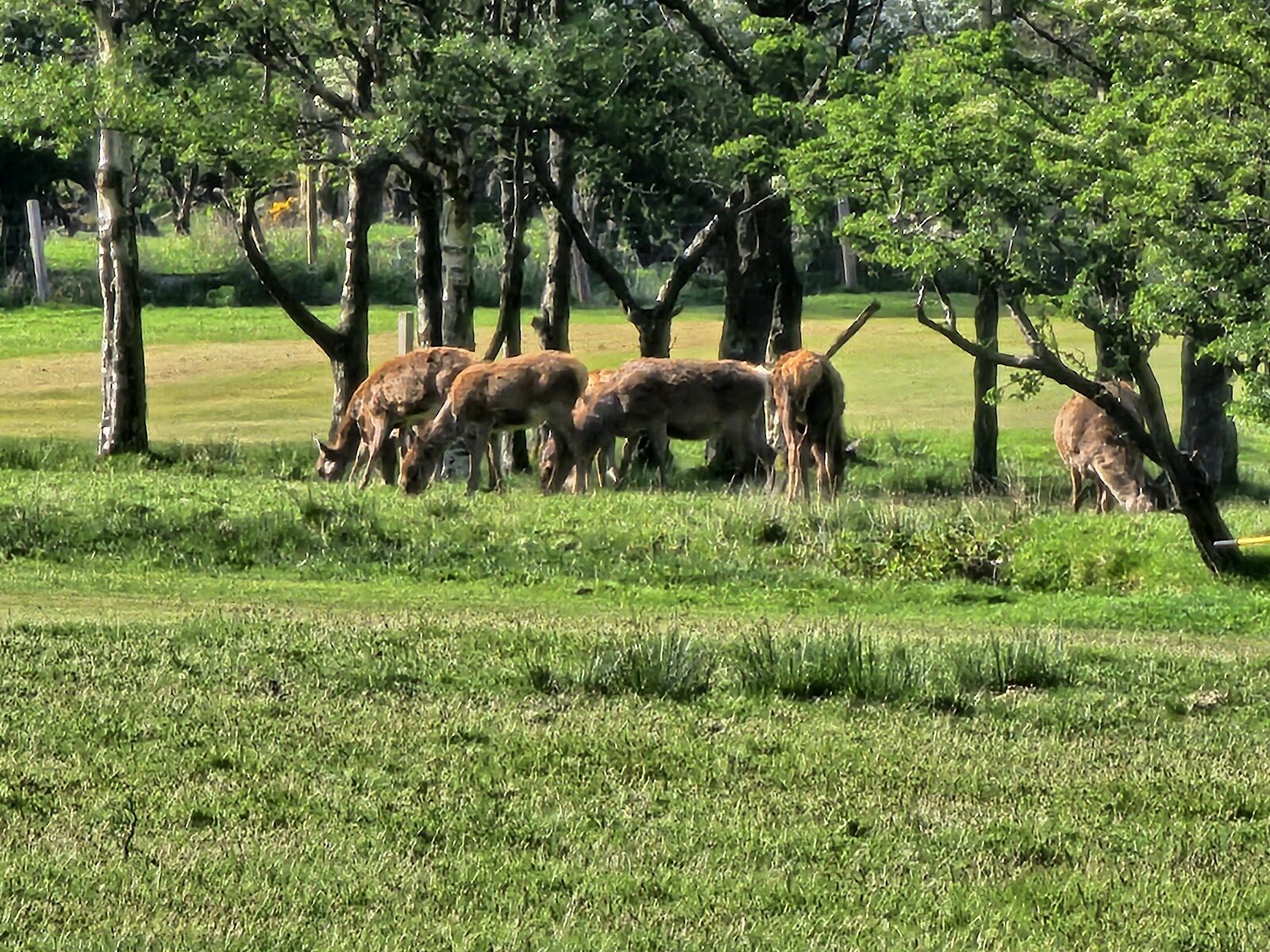 The red deer of Lochranza