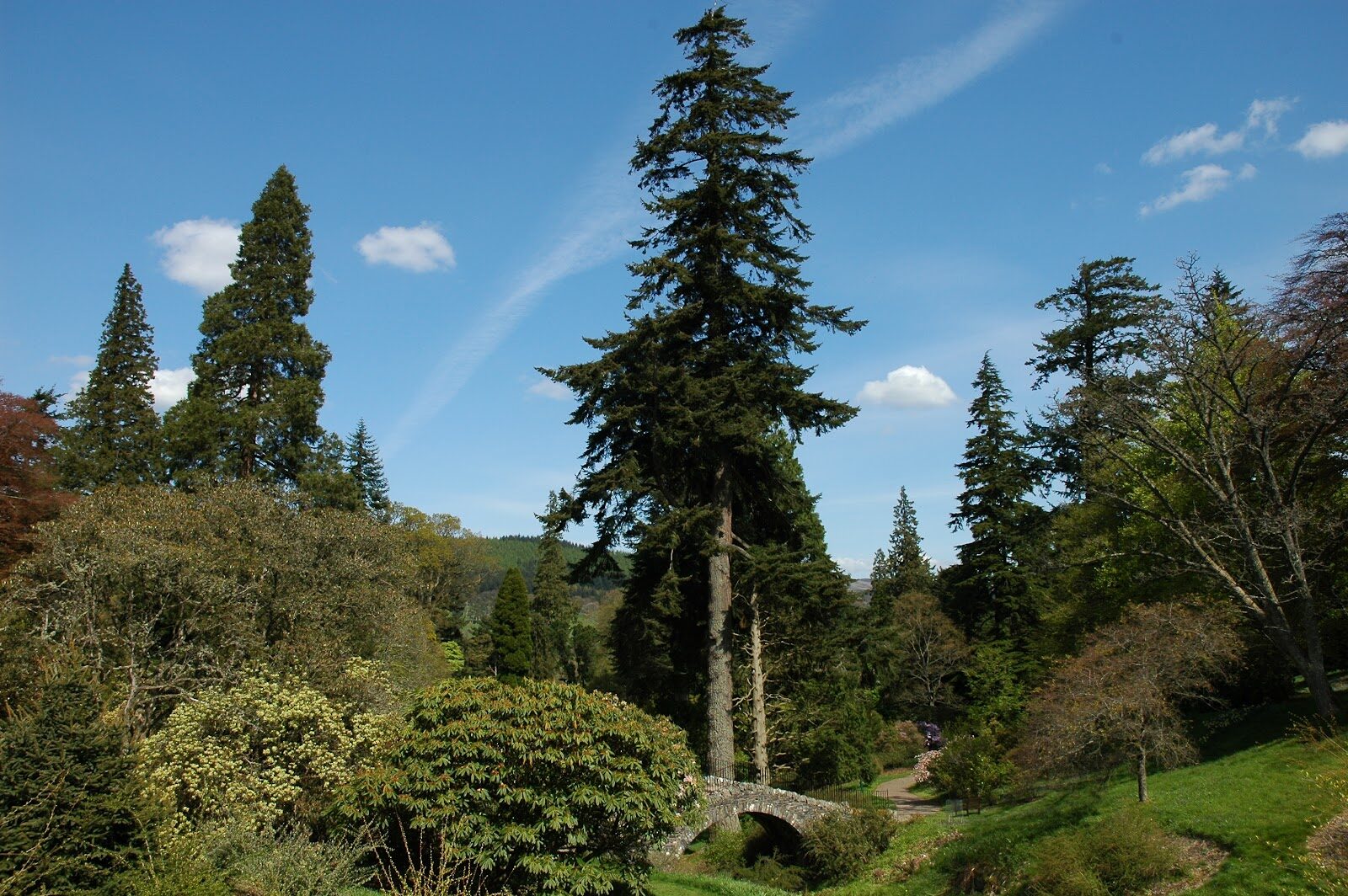 Dawyck Botanic Garden in the Tweed valley