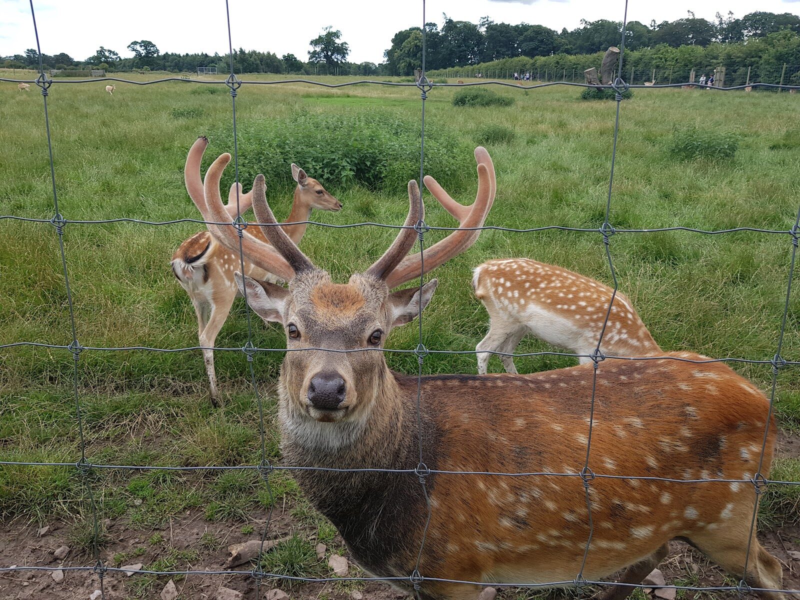 The Scottish Deer Centre's animals