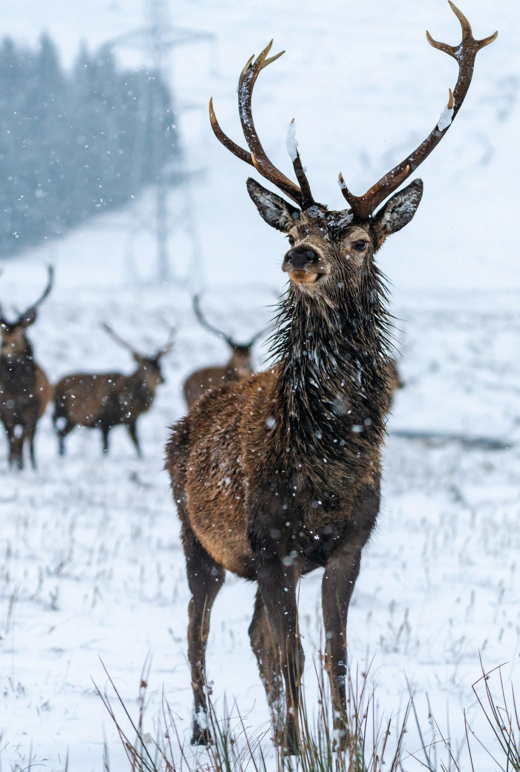 Red deer stag in snow