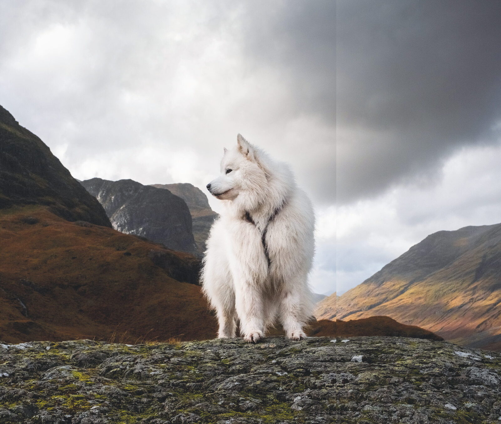 A Dog Lover’s Guide to Scotland, photograph by Claire Roulston