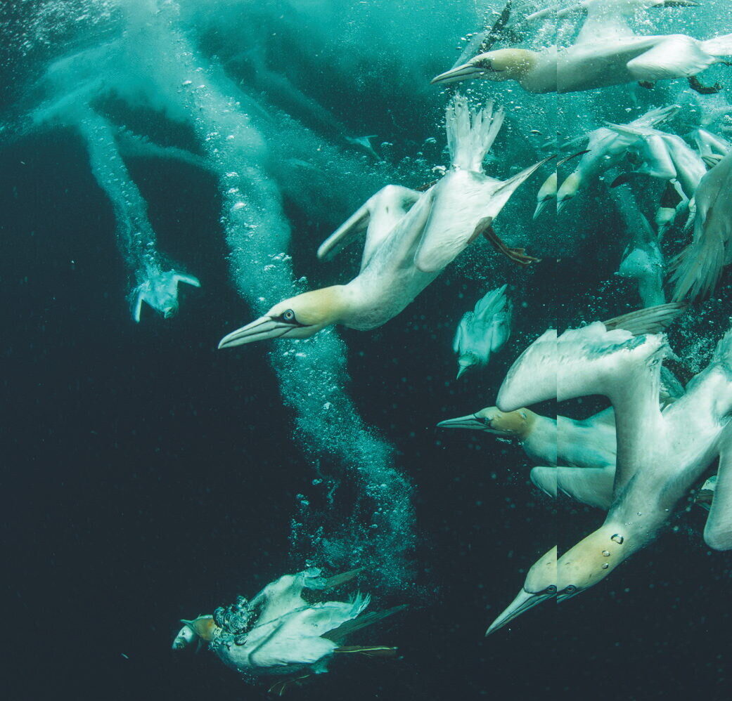 In to the Deep - Underwater Gannets, photograph by Richard Shucksmith